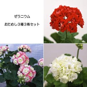 ゼラニウム 種 花 ガーデニング の商品一覧 通販 Yahoo ショッピング
