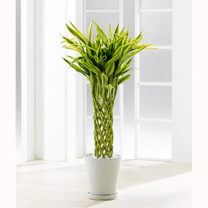 観葉植物 竹の商品一覧 通販 Yahoo ショッピング