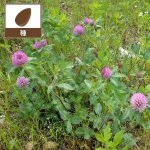 クローバータネの商品一覧 通販 Yahoo ショッピング