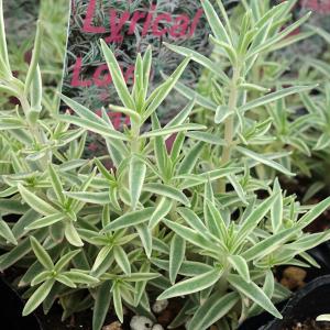 観葉植物 セダム フクリンマンネングサ3号ポット