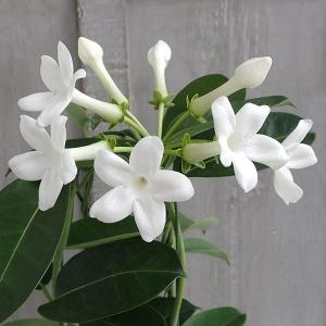 ジャスミン 大輪八重咲きマツリカ プリンセスローズ （4寸鉢植え