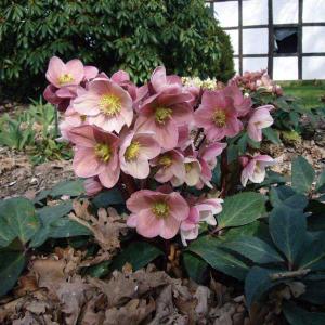 鉢花 開花株 クリスマスローズ 雪の妖精 5号 多年草 メリクロン 一重