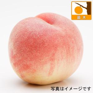果樹の苗/モモ(桃):大玉白鳳(オオダマハクホウ)4〜5号ポ...