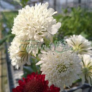 草花の苗 スカビオサ スノーメイデン3.5号ポット*