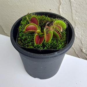おしゃれ 観葉植物 キンモウコウ：ゴールデンモンキー タカワラビ*金毛
