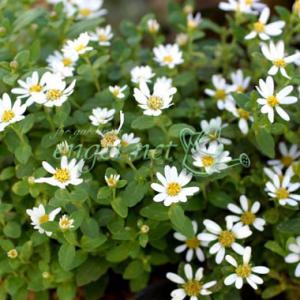 山野草の苗 ヒメフウロソウ（姫風露草） 白花八重咲2.5〜3号ポット
