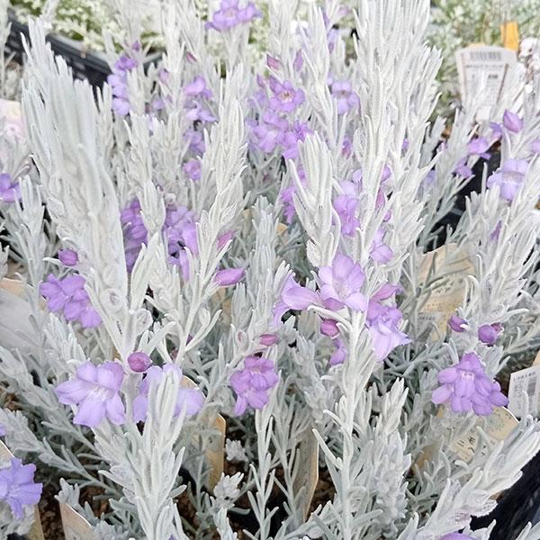 草花の苗 エレモフィラ ニベア3号ポット