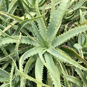 アロエ苗の商品一覧 通販 Yahoo ショッピング