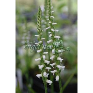 草花の苗 棚卸セール アガパンサス アフリカヌス ビッタータス（斑入り