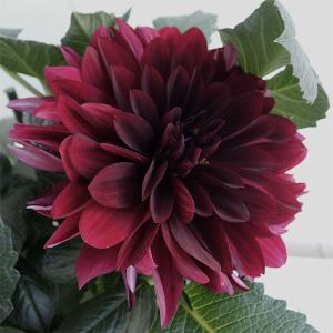 大輪ダリア 品種の商品一覧 通販 Yahoo ショッピング