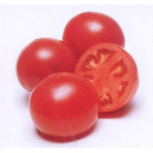 野菜の苗 トマト ホーム桃太郎自根苗3号ポット