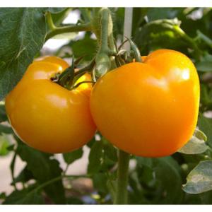 野菜の苗 トマト(大玉) 桃太郎ゴールド(R)自根苗3号ポット