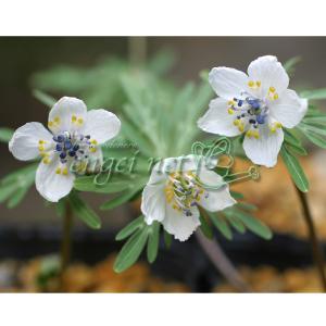 山野草の苗 セツブンソウ（節分草）2.5号ポット