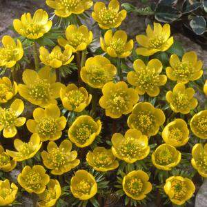 球根 26年9月中下旬予約 セツブンソウ 黄花せつぶん草 5球入り