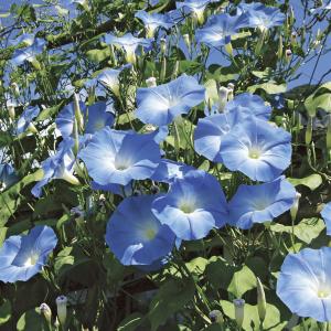 草花の苗 (わけあり特価)アサガオ(イポメア) ...の商品画像
