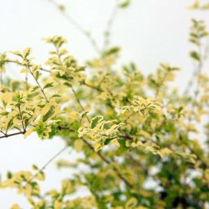 常緑ヤマボウシ 十五夜 ポット大苗 : 苗木部 花ひろばオンライン
