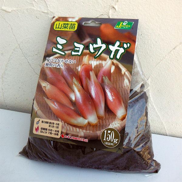 野菜の苗 ミョウガ 野菜球根パック 150g
