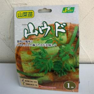 野菜の苗/ヤマウド （山独活） 野菜球根パック 1株の商品画像