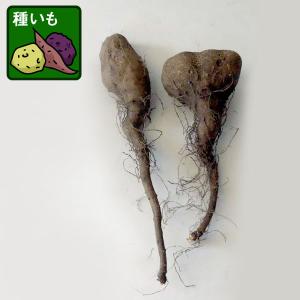 野菜の苗 ヤマノイモ(ツクネイモ) 短形自然薯(...の商品画像