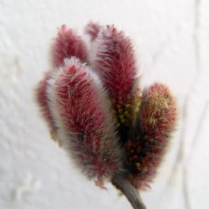 ネコヤナギ 苗 苗木 ピンクパール 2株 / ネコヤナギ苗 ネコヤナギの苗