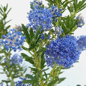 カリフォルニアライラック（セアノサス） 4寸ポット植え パシフィック