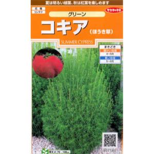 コキア グリーン の種 サカタ 花タネ