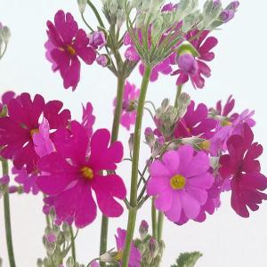 草花の苗 プリムラ マラコイデス うぐいすレッド3-3.5号ポット