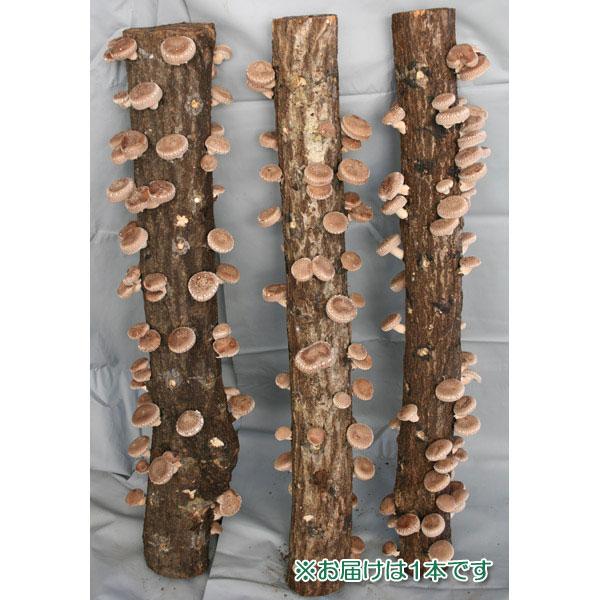 野菜の苗 ホダキング（しいたけホダ木オガ菌完熟90cm）1本