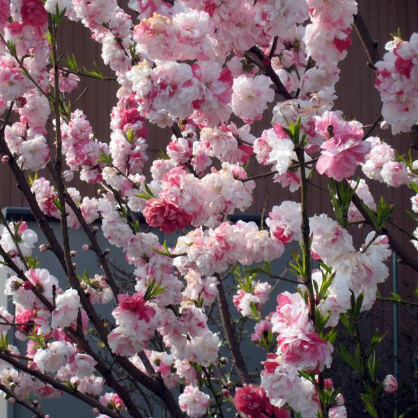 花木 庭木の苗 ハナモモ（花桃） 源平桃（ゲンペイモモ）立性6号ポット