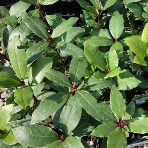 月桂樹 鉢植えの商品一覧 通販 Yahoo ショッピング