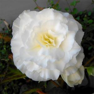 草花の苗 フォーチュンベゴニア ホワイト3.5号ポット