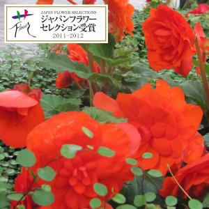 草花の苗 フォーチュンベゴニア オレンジシェード 3.5号ポット