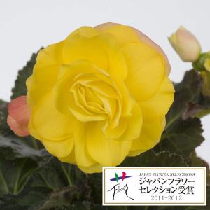 草花の苗 26年9月中下旬予約 フォーチュンベゴニア ゴールデンウィズレッドバック3.5号ポット
