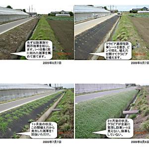 ヒメイワダレソウ ポット苗 専用防草シート(2m×10m)U字ピン（50本付