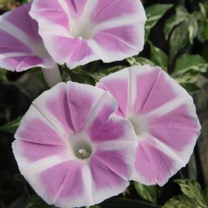 あさがお 苗 苗 の商品一覧 花 ガーデニング 通販 Yahoo ショッピング