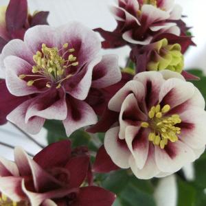 八重咲 皇帝ダリア 白花 （ 宿根性木立ダリア ） 10.5cmポット苗 : 花