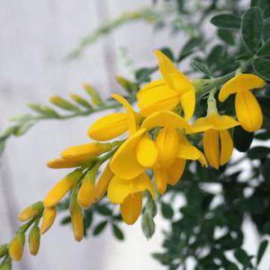 花木 庭木の苗 ヒメエニシダ4号鉢植えの商品画像