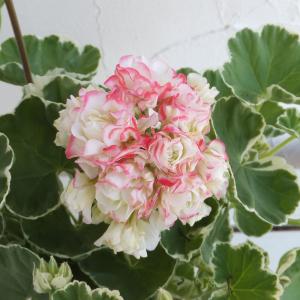 草花の苗 ゼラニウム ホワイトリング 4号鉢植え