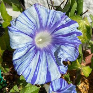 酔白中国アツモリソウ 1芽株 : 岩崎園芸ネットストア Yahoo店 - 通販
