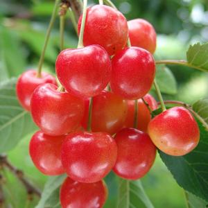 1本でなるさくらんぼの木 紅きらり 3年生接木1m大苗 産地で剪定済 1.0m