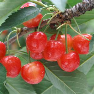 さくらんぼ苗木 佐藤錦 : 植物・園芸専門店 花育通販Yahoo!店 - 通販