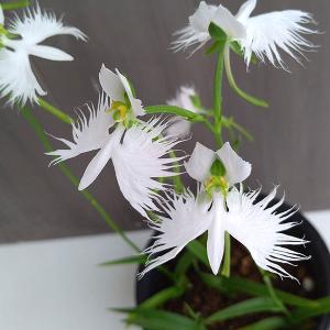 サギソウ 銀河 球根 （3球入） （植え付け時期11月上旬〜翌3月下旬