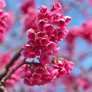 特撰庭木苗：クランベリー（くらんべりー）つるこけもも* 当店で最も