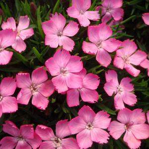 四季咲きナデシコの商品一覧 通販 Yahoo ショッピング