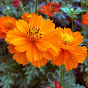 草花の苗 キバナコスモス（黄花コスモス） オレンジ3号ポット