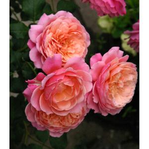 プリP．J．ルドゥーテ(バラ苗：ギヨー社・フランス） 大苗 《契約品種