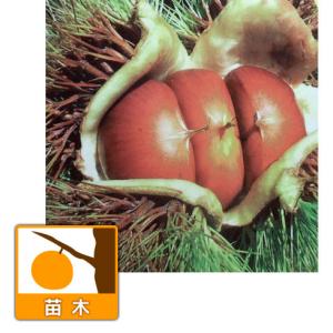 日本花キ流通 カカオの木 6号鉢 カカオ 鉢 チョコレート 苗 苗木 果樹