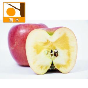 果樹の苗/リンゴ：高徳（こうとく）4〜5号ポット（蜜入りアップル・ハニーアップル）＊｜engei