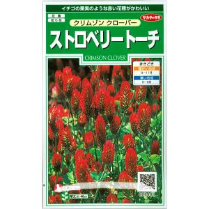 ストロベリートーチ：クリムゾンクローバー 花タネ
