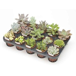 農場直送！多肉植物 ミニ苗 10個セット 1寸 (1号 3cmポット) 多肉